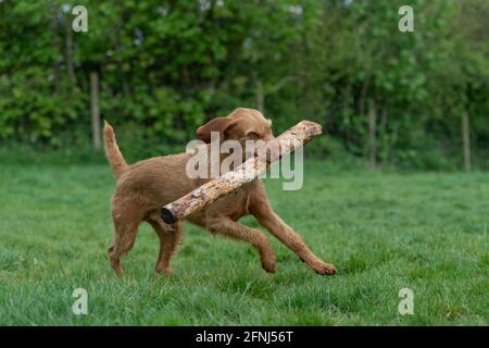 Ungarischer Wirehaired vizsla Hund trägt einen riesigen Stock Stockfoto