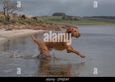 Ungarischer Wirehaired Vizsla Hund läuft durch Wasser in einem See Stockfoto