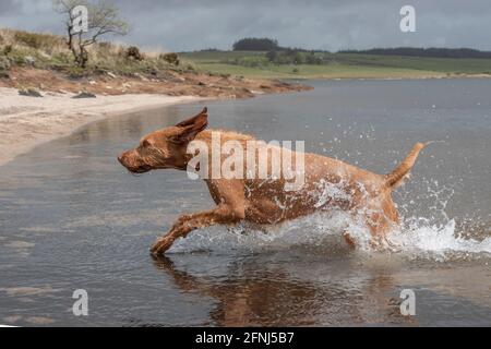 Ungarischer Wirehaired Vizsla Hund läuft durch Wasser in einem See Stockfoto