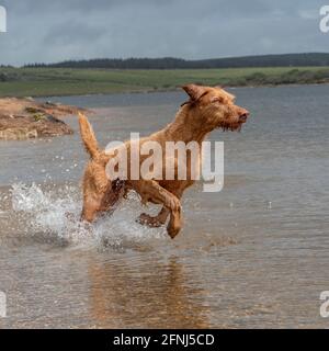 Ungarischer Wirehaired Vizsla Hund läuft durch Wasser in einem See Stockfoto