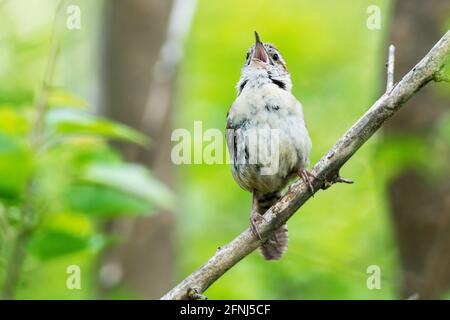 Carolina wren singt im Frühling Stockfoto