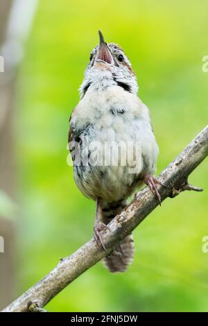 Carolina wren singt im Frühling Stockfoto