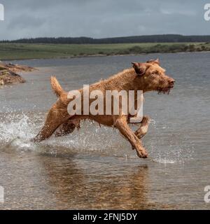 Ungarischer Wirehaired Vizsla Hund läuft durch Wasser in einem See Stockfoto