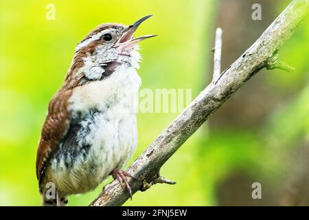 Carolina wren singt im Frühling Stockfoto