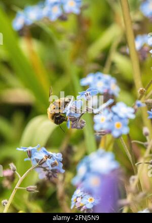 Honigbiene bestäubt die kleine blaue Blume des Vergissmeinnicht (Myosotis scorpioides) Stockfoto