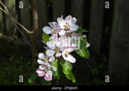 Apfelblüte in einem Landgarten Nahaufnahme Stockfoto
