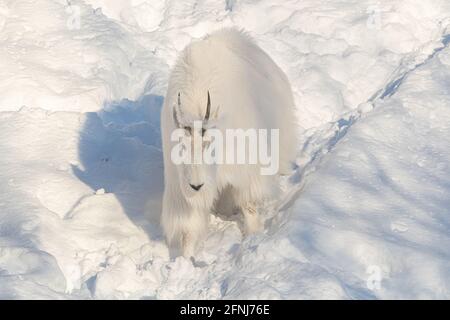 Eine einzelne, allein stehende und isolierte Bergziege, die einen verschneiten, schneebedeckten Winterpfad im Norden Kanadas hinuntergeht. Stockfoto