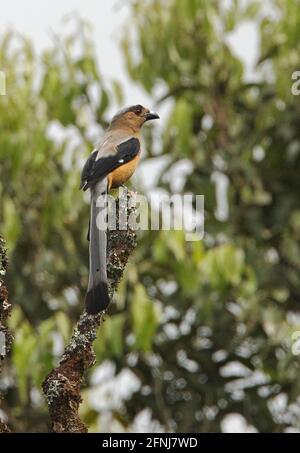 Bornean Treepie (Dendrocitta cinerascens) Erwachsener, der in einer toten Schnecke (Bornean endemisch) in Kinabalu NP, Sabah, Borneo thront Januar Stockfoto