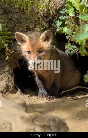 Young Red Fox Cub, Kit, Vulpes vulpes, spielt mit EINEM Rock außerhalb Nest, Den Entrance UK Stockfoto