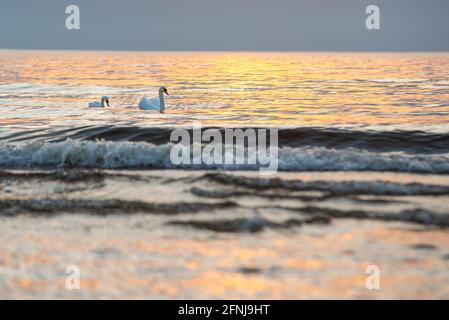 Zwei weiße Schwäne schwimmen bei Sonnenuntergang im blauen Wasser des Meeres. Das orangefarbene Sonnenuntergangslicht reflektiert sich im Meerwasser. Stockfoto