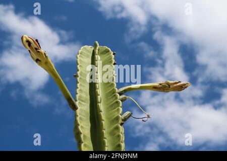 Drachenfrucht Nacht blühende Kaktuspflanze. Auch bekannt als Pitaya, honolulu quuen, Erdbeerbirne. Der botanische Name lautet hylocereus undatus Stockfoto