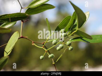 Laurel greenbrier mit Beeren ein Gewürz aus Stachelig-Efeu. Diese Pflanze ist auch als Bambusrebe oder Blaspheme-Rebe bekannt. Botanischer Name ist Smilax laurifolia Stockfoto