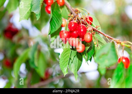 Kirschen Prunus Avium wächst am Ast Stockfoto