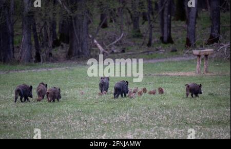 Gruppe von Wildschweinen (sus scrofa ferus) Mit Ferkeln, die vor dem Wald auf der Wiese laufen Stockfoto