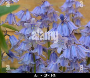 Bluebell, Cambridge England, Großbritannien, Fotos und Premium-DSLR Stockfoto