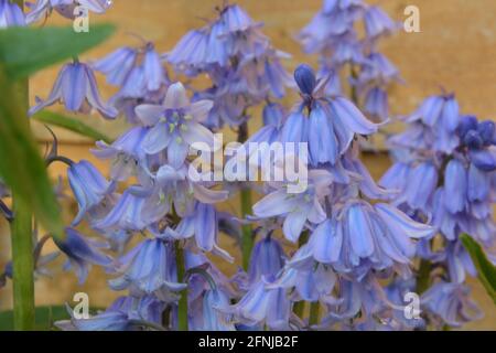 Bluebell, Cambridge England UK Fotos und Premium DSLR Stockfoto