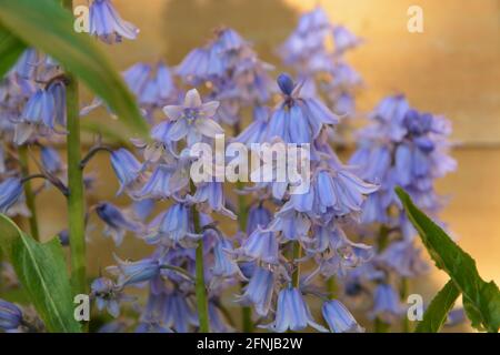 Bluebell, Cambridge England UK Fotos und Premium DSLR Stockfoto