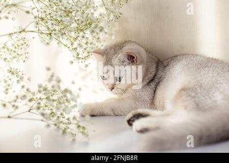 Eine schöne weiße und graue britische Katze, grüne Augen, liegt auf einem weißen Tisch mit einer Gypsophila-Blume Stockfoto