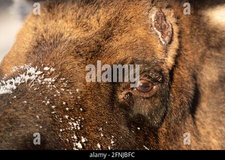 Nahaufnahme eines männlichen Bullenelchs, der den ganzen Rahmen füllt. Wunderschöne natürliche Tierwelt im Norden Kanadas. Stockfoto