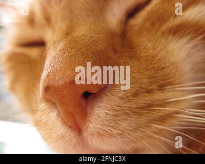 Nahaufnahme des Kopfes einer roten Katze mit Geschlossene Augen und mit Fokus auf der Nase Stockfoto