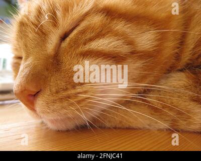 Schlafende Rote Katze Nahaufnahme Nase mit Schnurrhaaren, Seitenansicht auf einem Holztisch Stockfoto