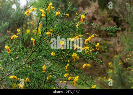 Gewöhnlicher Besen-Strauch (Citisus scoparius) mit bunten gelben und roten Blüten im Mai oder Frühjahr, Großbritannien Stockfoto