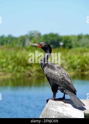 Doppelcrestkormoran, Phalacrocorax auritus, Vogel im Profil auf Geländer mit Blick auf Teich im Sweetwater Branch Park, North Florida, USA. Stockfoto