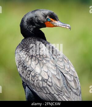 Doppelcrestkormorant, Phalacrocorax auritus, von hinten gesehen, mit gedrehtem Kopf und blauen Augen, die direkt auf die Kamera blicken, Florida, USA. Stockfoto