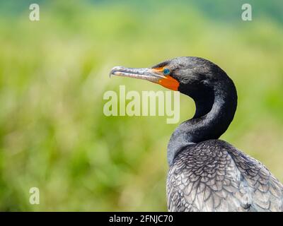 Doppelcrestkormorant, Phalacrocorax auritus, Profilansicht des Kopfes mit orangefarbenem Gesicht, Hakenschnabel und blauen Augen, Florida, USA. Stockfoto