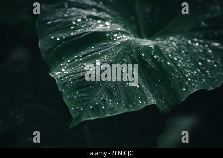 Grüne riesige Taro Blätter Muster mit Tautropfen nach Regen Hintergrund, natürliche dunkelgrüne Hintergrund Tapete. Riesige Taro-Pflanzen oder Xanthosoma undipes. Stockfoto