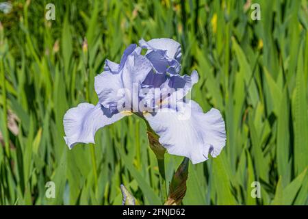 Nahaufnahme der blauen Irisblume mit Grün auf dem Hintergrund. Stockfoto