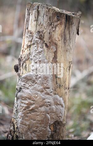 Phellinus laevigatus, allgemein bekannt als Glattborstenpilz, wilder Polypore aus Finnland Stockfoto