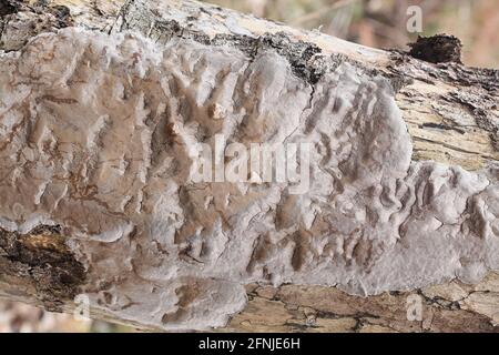 Phellinus laevigatus, allgemein bekannt als Glattborstenpilz, wilder Polypore aus Finnland Stockfoto