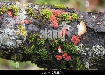 Peniophora rufa, bekannt als Rotbaum-Gehirn, wilder Pilz aus Finnland Stockfoto