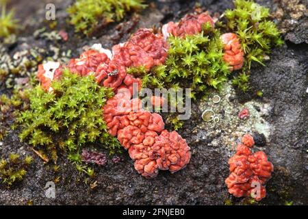 Peniophora rufa, bekannt als Rotbaum-Gehirn, wilder Pilz aus Finnland Stockfoto