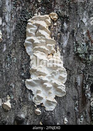 Antrodia serialis, bekannt als Serried Crust Fungus, wilder Polyporenpilz aus Finnland Stockfoto