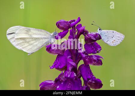 Schmetterlinge von Angesicht zu Angesicht, kurzschwanzblau (Cupido argiades) und holzweiß (Leptidea sinapis/reali) auf grün geflügelter Orchideenblume (Anacamptis morio) Stockfoto