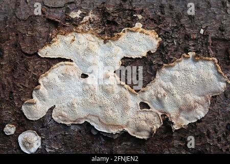 Antrodia serialis, bekannt als Serried Crust Fungus, wilder Polyporenpilz aus Finnland Stockfoto