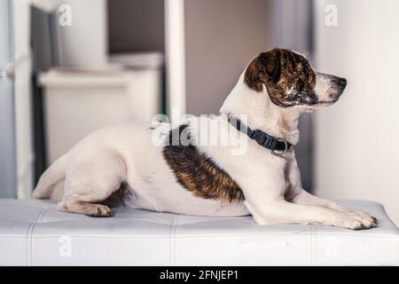 Porträt eines Hundes auf weißem Hocker. Jack russel chihuahua Hybrid. Stockfoto