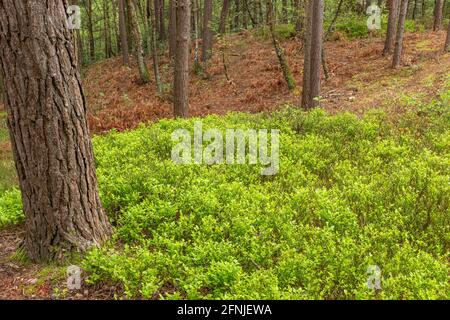 Unterstöckige Vegetation in einer waldplantage mit schottenkiefern (Pinus sylvestris) in Surrey, Großbritannien, einschließlich Heidelbeere (Vaccinium myrtillus) Stockfoto