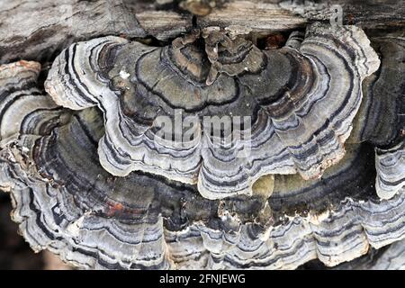 Türkei Schwanz, Trametes versicolor, wilde Pilze aus Finnland Stockfoto