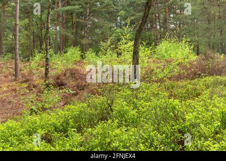 Unterstöckige Vegetation in einer waldplantage mit schottenkiefern (Pinus sylvestris) in Surrey, Großbritannien, einschließlich Heidelbeere (Vaccinium myrtillus) und Silberbirke Stockfoto