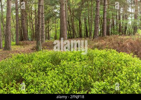 Unterstöckige Vegetation in einer waldplantage mit schottenkiefern (Pinus sylvestris) in Surrey, Großbritannien, einschließlich Heidelbeere (Vaccinium myrtillus) Stockfoto