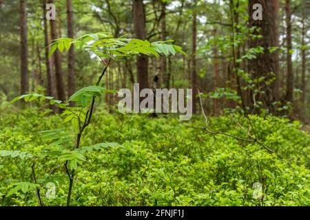 Unterstöckige Vegetation in einer waldplantage mit schottenkiefern (Pinus sylvestris) in Surrey, Großbritannien, einschließlich Heidelbeere (Vaccinium myrtillus) und Eberesche Stockfoto