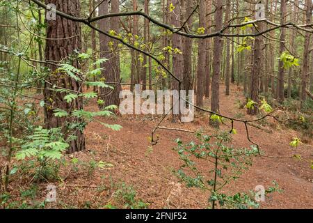 Unterstöckige Vegetation in einer waldplantage mit schottenkiefern (Pinus sylvestris) in Surrey, Großbritannien, einschließlich Eberesche, Stechpalme und Eiche Stockfoto