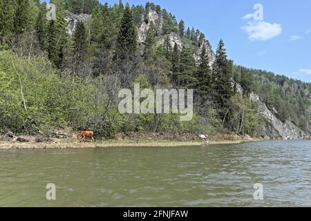 Felsen am Ufer des Zilim. Frühling im Naturpark Zilim, Republik Baschkortostan, Russland. Stockfoto