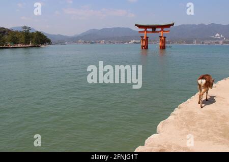 Hirsche und Torii (itsukushima-Schrein) in miyajima (japan) Stockfoto