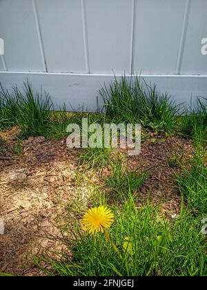 Eine von Gräsern und Erde umgebene Delelionsblume Hinter einem weißen Zaun Stockfoto