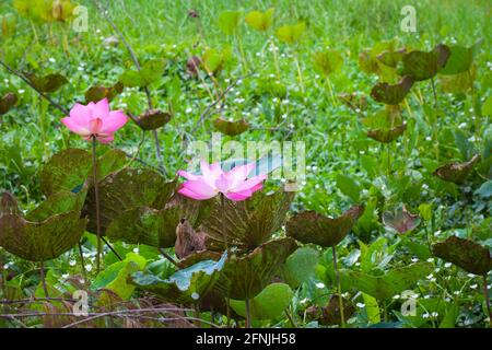 Rosa Seerose. Im malaysischen Naturpark wachsen zwei Lotusblumen Stockfoto