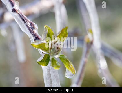 Nahaufnahme eines gefrorenen Astes mit eisküllter Knospe. Schlechte Wetterbedingungen im Frühjahr für die Obstproduktion Stockfoto